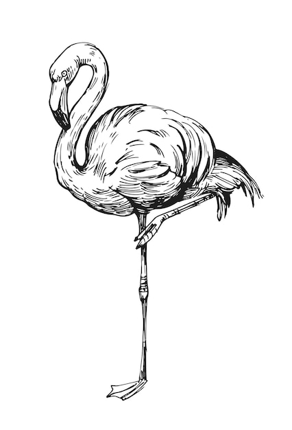 Flamingo-Skizze. Handgezeichnete Illustration in Vektor umgewandelt. Umriss mit transparentem Hintergrund