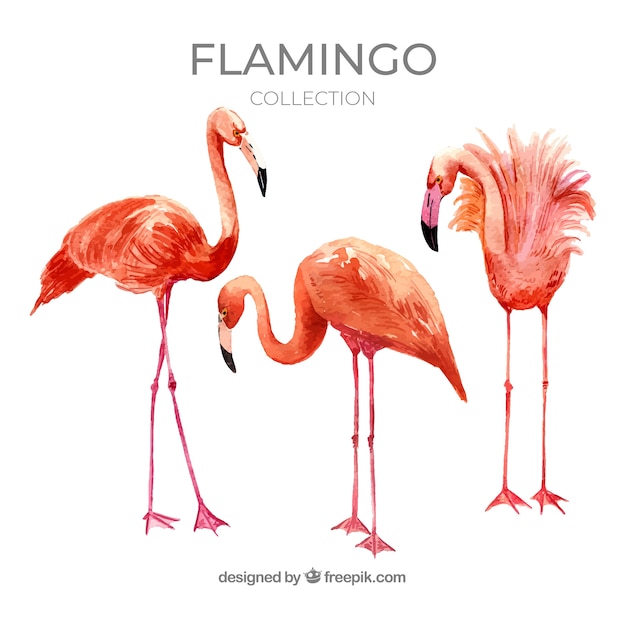 Flamingos sammlung mit verschiedenen haltungen in aquarell-stil