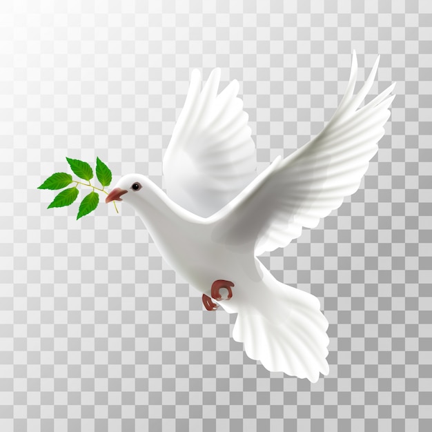 Fliegen der weißen Taube der Illustration mit Blatt auf transparentem
