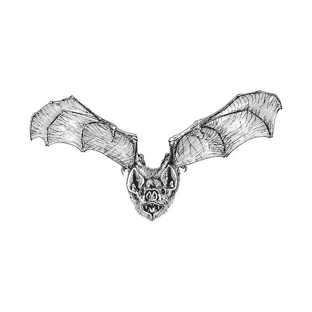 Fliegende Fledermausvektorskizze gezeichnetes Halloween-Symbol