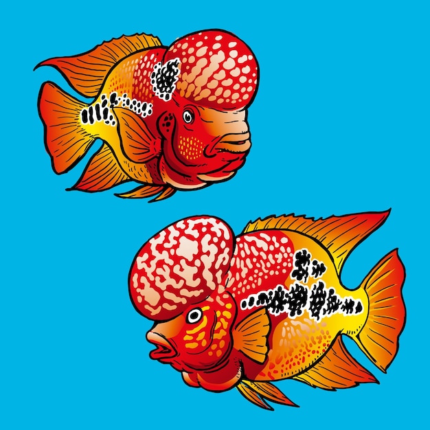 Flowerhorn-Fische oder Lao-Han-Fische