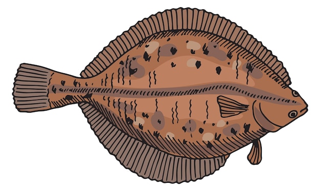 Vektor flunder-illustration handgezeichnetes unterwasserfisch-symbol