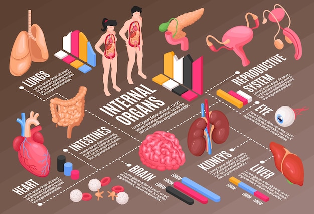 Flussdiagramm der menschlichen anatomie mit isometrischem lungengehirn und auge