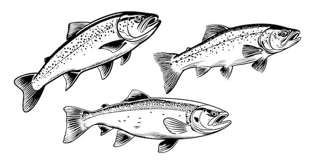 Forellenfisch in handgezeichneten Strichen Vektor