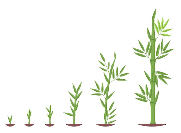 Vektor fortschritt der reifezeit von bambus. wachstumsstadien von bambus. bambusbusch lebenszyklus pflanzenphasen entwicklung. bambus reifezeitverlauf. grüne blätter und stängel