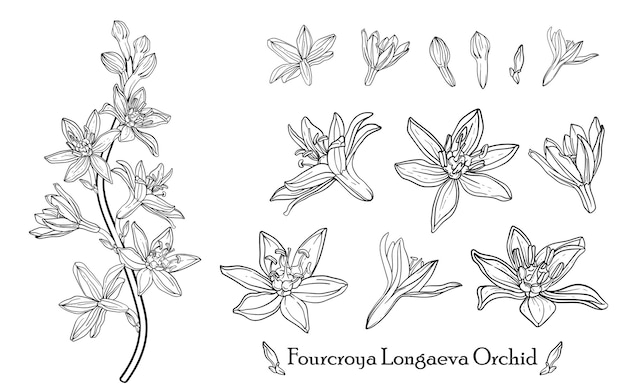 Fourcroya longaeva orchidee