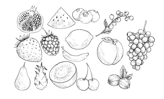 frische Früchte handgezeichnetes Illustrationsgravur