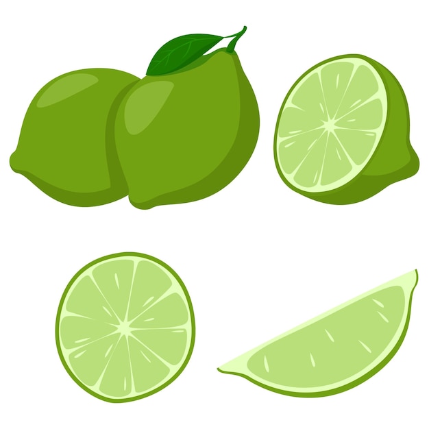 Frische limettenfrüchte limette ganze fruchthälfte und scheiben vektorillustration