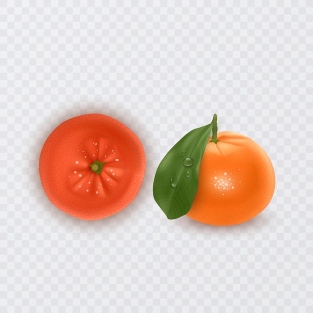 Frische Mandarinen mit grünen Blättern und Orange, Vektorillustration