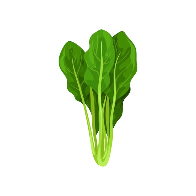 Frische Salatblätter, Spinat, gesunde, organische, vegetarische Lebensmittelvektoren, Illustration auf weißem Hintergrund