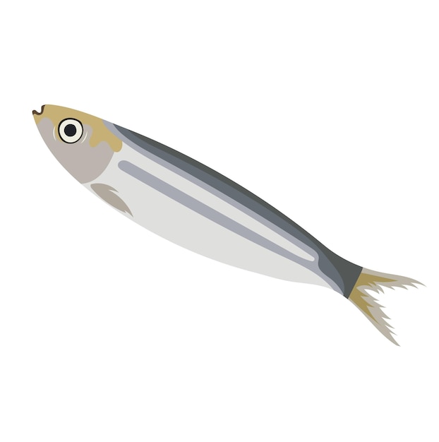 Frische Sardinenfische auf weißem Hintergrund
