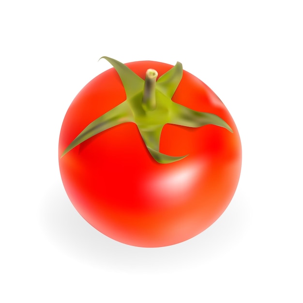 Frische Tomaten isoliert auf weißem Hintergrund-Vektor-Illustration. EPS10