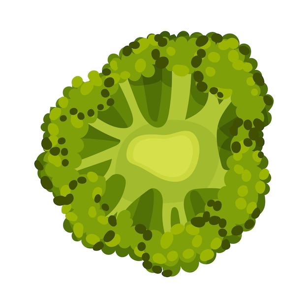 Vektor frisches brokkoli-kopf-vektorbild grünes gemüse zum kochen