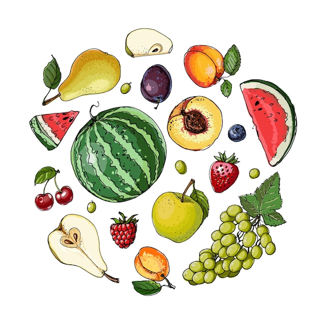 Vektor frisches essen. wassermelone, melone, granatapfel, aprikose, kakilinie auf weißem hintergrund gezeichnet