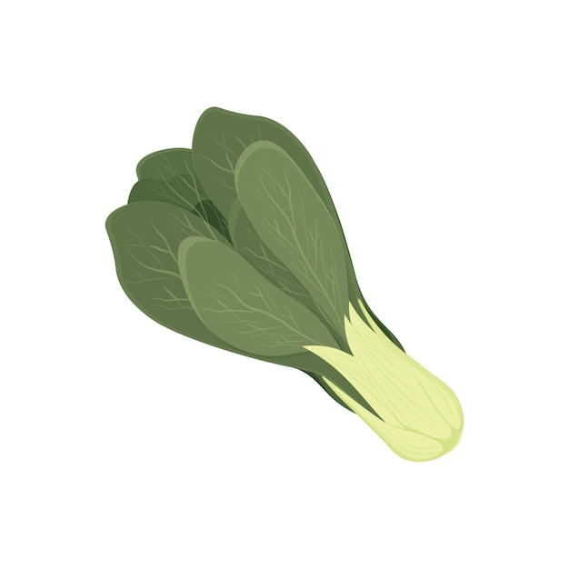 Frisches grünes bok choy-realistisches illustrationslogo