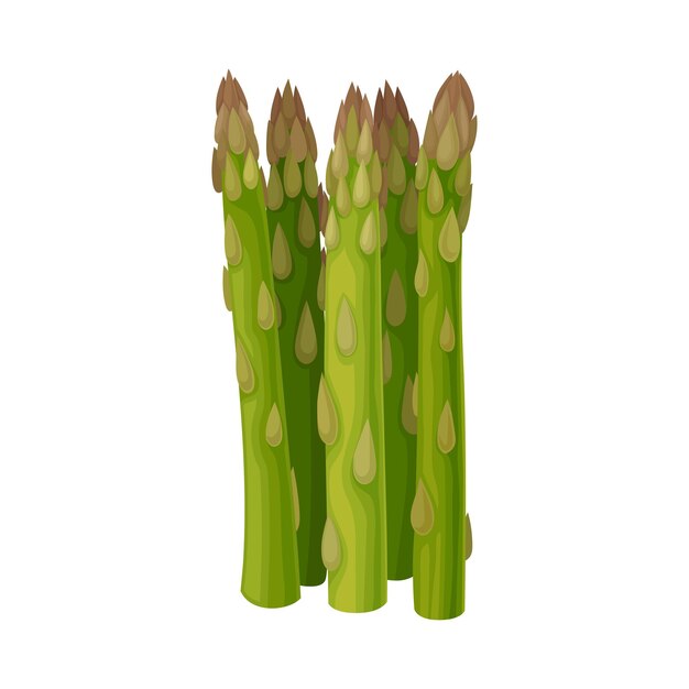 Frisches grünes spargel-spitzen-vektor-illustriertes pflanzen-ökologisches roh-vegetarisches produktkonzept