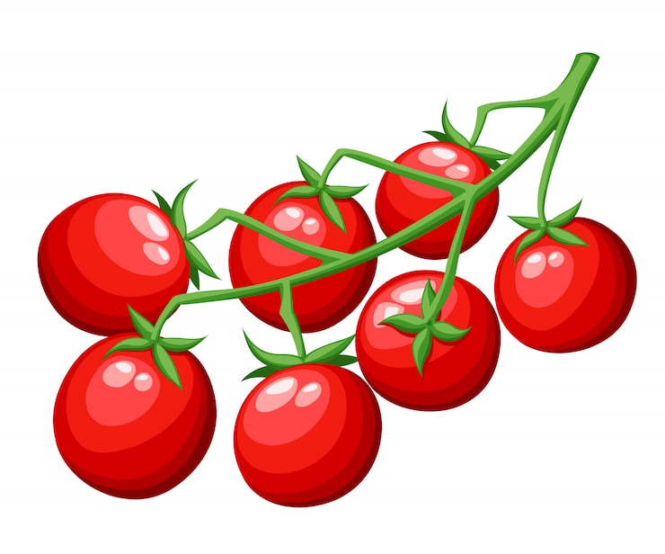 Vektor frisches kirschtomatengemüse aus der roten tomate des garten-bio-lebensmittels auf grüner zweigillustration auf weißer hintergrundwebseite und mobiler app