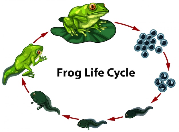 Vektor frosch lebenszyklus digram