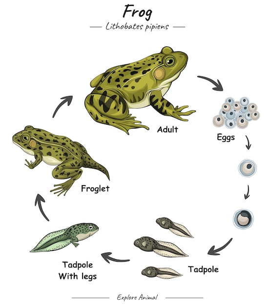 Vektor frosch lebenszyklus