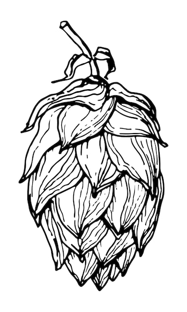 Frucht der Hopfenpflanze