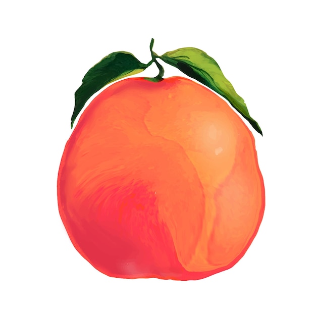 Frucht der Zitrusfrucht Greyfruit-Vektorillustration
