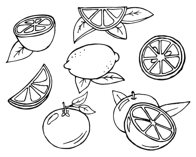 Fruchtset, handgezeichnete umrisse orangen und zitronen. skizze, illustration, vektor