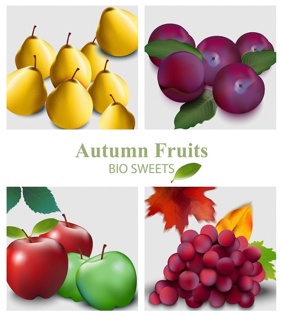 Früchte setzen Vektor realistisch. Birne, Apfel, Trauben und Pflaumen