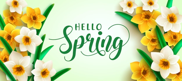 Frühlings-narzissenblumen-vektordesign hallo frühlingsgrußtext mit narzissenbündel in blättern