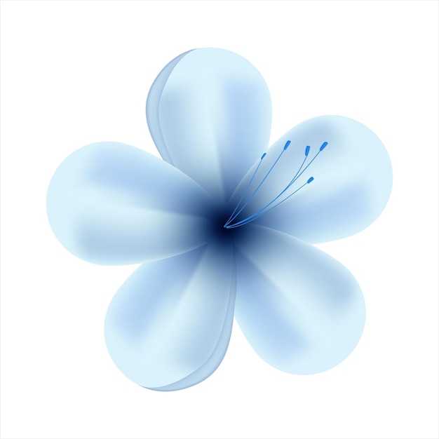 Frühlingsblaue Blüten auf weißem Hintergrund