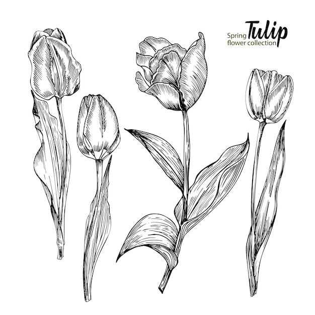 Frühlingsblumenstrauß aus Tulpen auf weißem Hintergrund Gravurzeichnungsstil Realistische botanische Natur florales Skizzenmuster