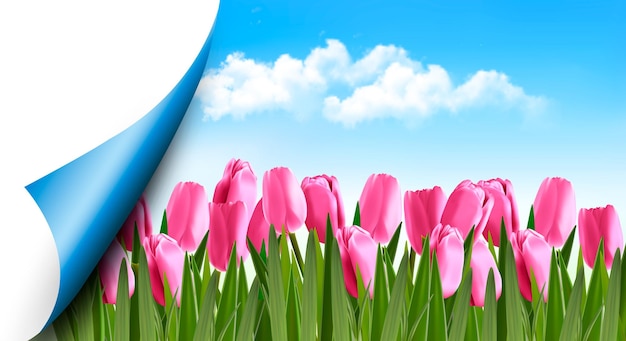 Frühlingshintergrund mit rosa tulpen und einer seitenecke vektor