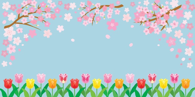 Vektor frühlingskirschblütenhintergrund mit tulpenblumen. vektor-illustration.