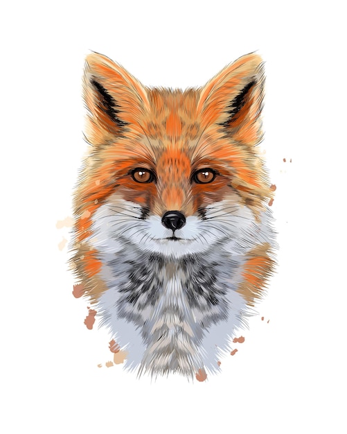 Fuchskopfporträt von einem Spritzer Aquarell
