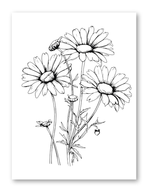 Gänseblümchen-blumen-strichzeichnung, illustration für malvorlagen