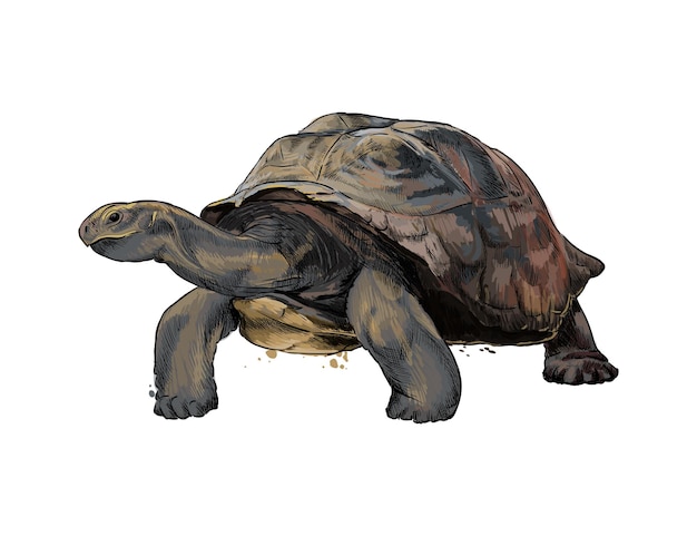 Vektor galapagos-schildkröte aus einem spritzer aquarell