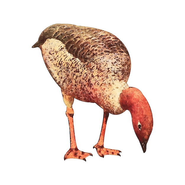 Vektor gans-aquarell-vektorillustration