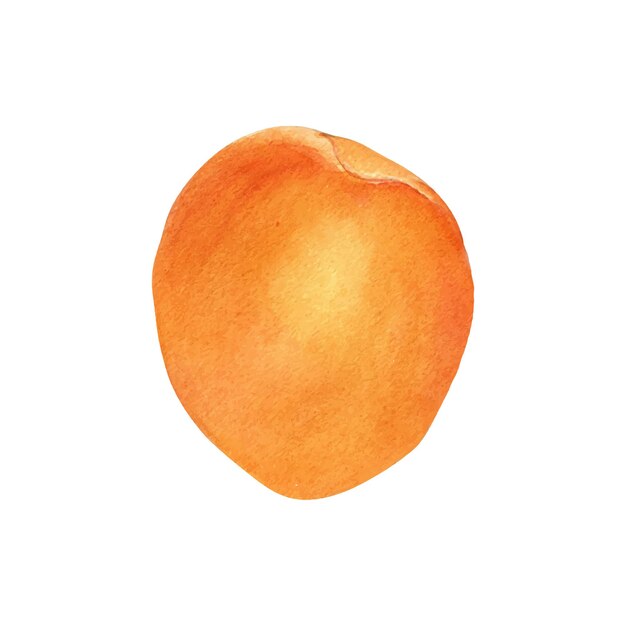 Ganze Aprikose, einzelnes Objekt, gelbe Frucht, isolierte Aquarell-Illustration auf weiß, Orangenfrucht