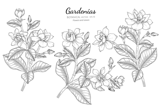 Gardenias blume und blatt handgezeichnete botanische illustration mit strichzeichnungen.