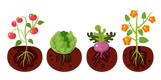 Vektor gartenpflanzen, wurzelgemüse, anbau von pflanzen, landwirtschaftskonzept, vektor-grafik-design-illustration