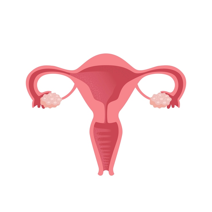 Vektor gebärmutter frauen gesundheit weiblicher fortpflanzungszyklus menschliche anatomie diagramm der lage der organe des gebärmutters gebärmütterhals eierstöcke eierläufe vektorillustration im flachen stil