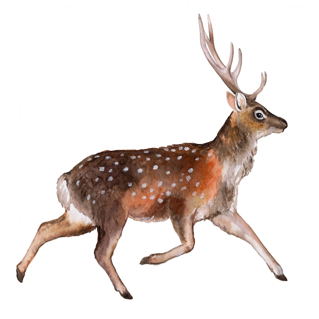 Gefleckte Hirsche. Aquarell