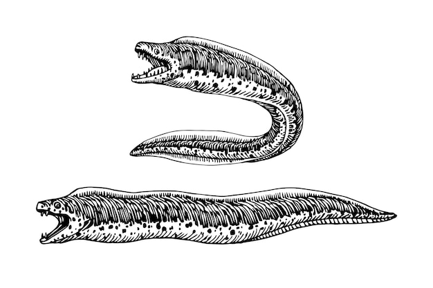 Gefleckte Muräne gefährlicher Seefisch köstliche Meeresfrüchte Vektorillustration