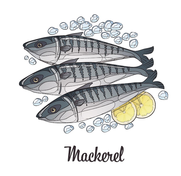 Gefrorene Makrele-Fisch-Illustration Karikaturvektor frische Meeresfrüchte Skizze isoliert auf weißem Hintergrund