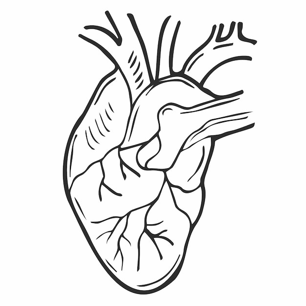 Gekritzel Menschliches Herz. Anatomisch realistische Herzikone, Vektorillustration