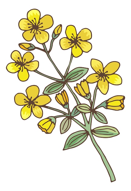 Gelbe Blumen auf grüner Pflanze. Heilkraut Johanniskraut isoliert auf weißem Hintergrund