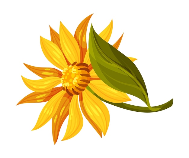 Gelbe oder orangefarbene arnica-blütenkopf mit langen strahlenblüten auf grüner stammvektorillustration