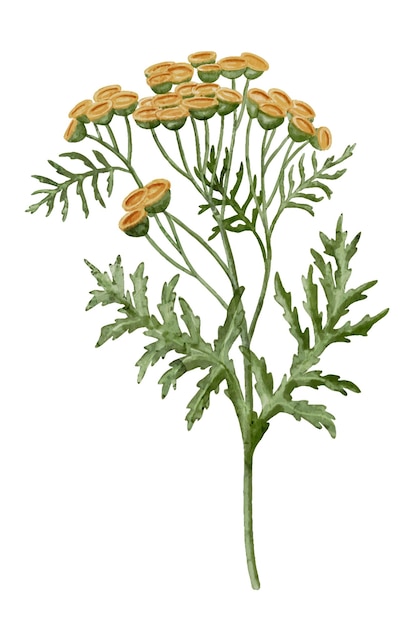 Vektor gelbe rainfarn-blume. aquarell-botanische illustration eines blumenstraußes auf isoliertem hintergrund. handgezeichnete clip-art von immortelle. zeichnung eines heilkrauts mit grünen blättern. florale skizze einer wildblume