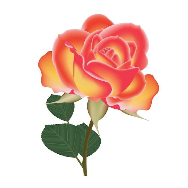 Gelbe Rose blüht realistisches Vektordesign