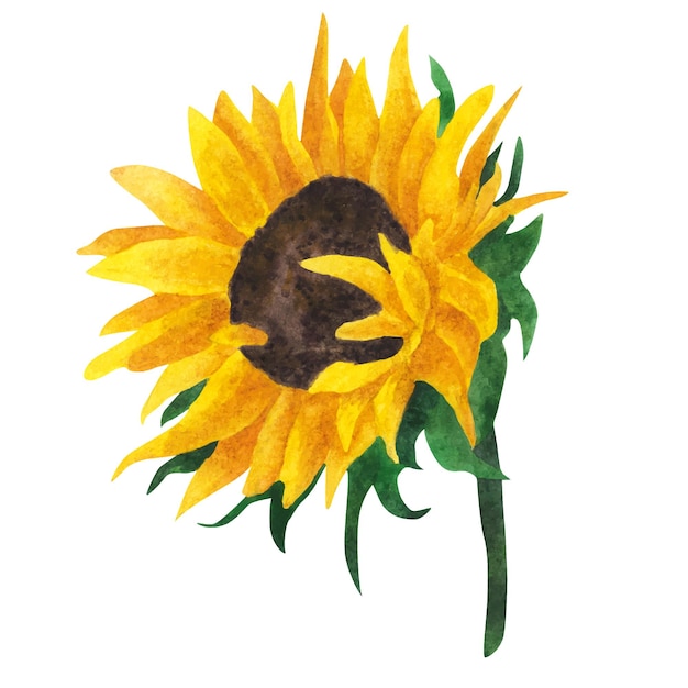 Gelbe Sonnenblume, Aquarellmalerei auf weißem Hintergrund.