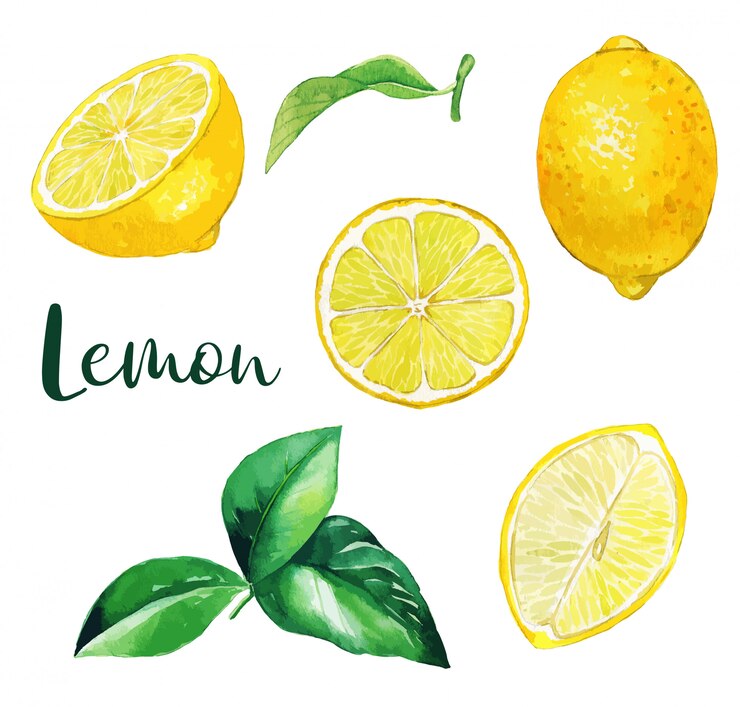 Vektor gelbe zitronenfrüchte und blätter, aquarellfrucht